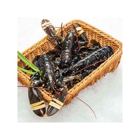 Homard Bleu Vivant calibre 400g 600g pièce