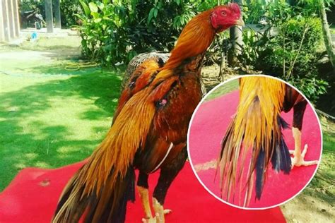 Gambar Ekor Ayam 50 Koleksi Gambar