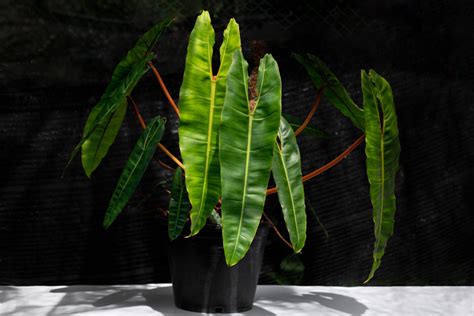 Rare Philodendron Species That Will Leave You Speechless