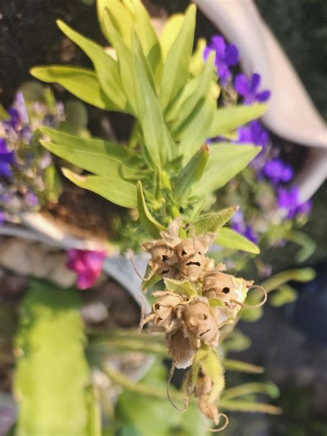Creepy Daemon Flower Rpareidolia