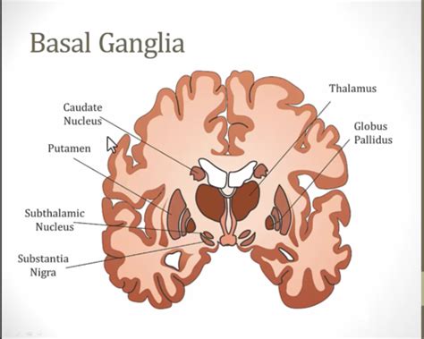 Basal Ganglia Flashcards Quizlet