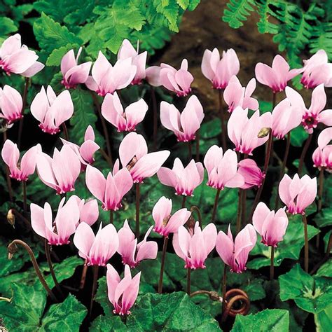 Hardy Cyclamen At Spring Hill Nurseries