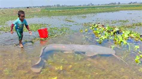 Best Hand Fishing Video Smart Boy Catching Fish By Hand In Mud Water