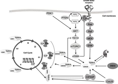 The Cyclin D Cyclin Dependent Kinase 4 6 Retinoblastoma Protein E2f