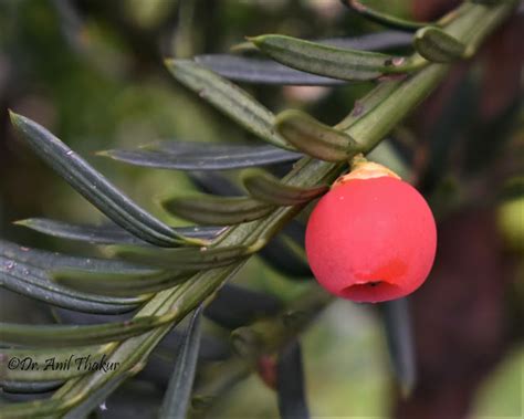 Plants & Environment: WESTERN HIMALAYAN YEW