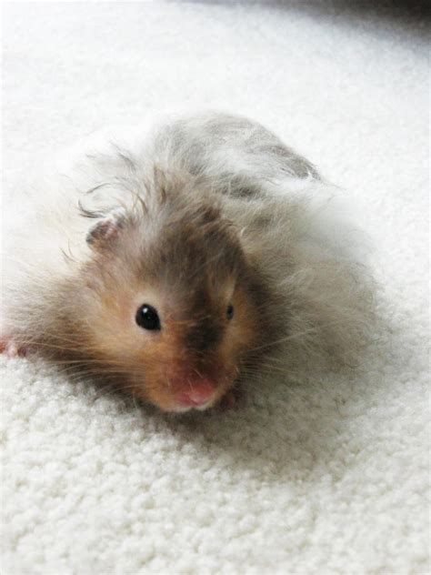 Fluffy Hamster by UnoChara on DeviantArt