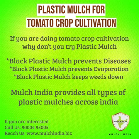 MulchIndia Plastic Mulch For Tomato Crop Cultivation Mulch India