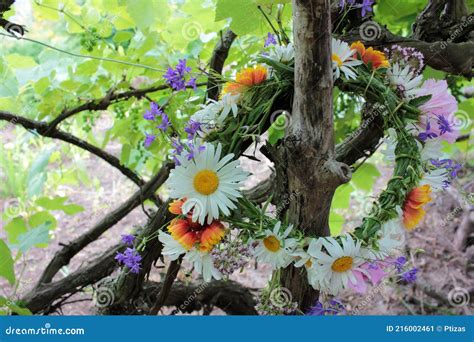 Midsummer Wreath Of Daisies And Mallows Royalty Free Stock Photography