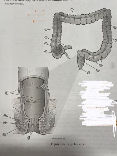 Large Intestine Flashcards Quizlet
