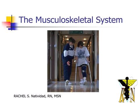 Ppt The Musculoskeletal System Powerpoint Presentation Free Download