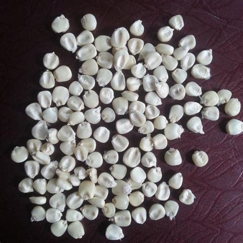 yellow white maize stkz sro