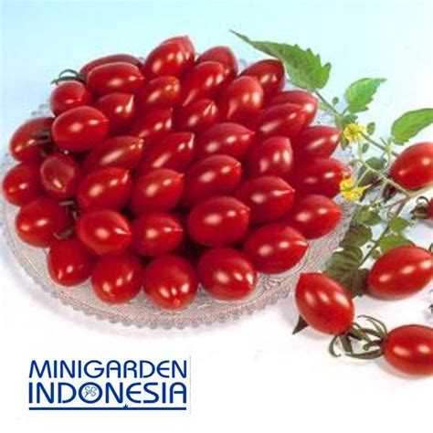 Jual 5 Benih Tomat Cherry Merah Sugary F1 Bibit Tanaman Sayur Sayuran