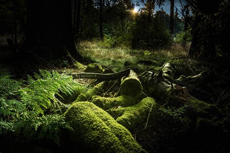 デスクトップ壁紙 日光 風景 森林 自然 草 モス 緑 荒野 ジャングル 雨林 木 工場 植生 闇 グローヴ 生態系 温帯性針葉樹林 バイオーム 古い