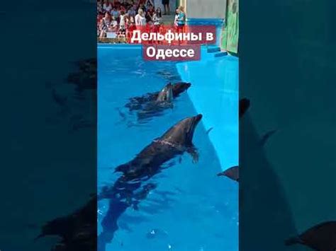 дельфины в Одессе - YouTube