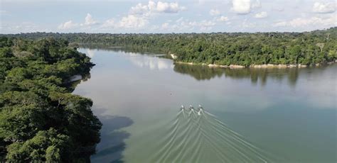 Brazil Birding Tour with FIELD GUIDES: Roosevelt River of Doubt