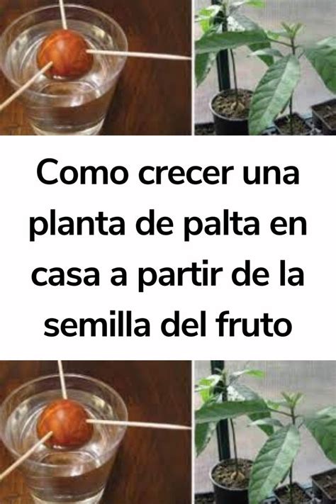 Como Crecer Una Planta De Palta En Casa A Partir De La Semilla Del