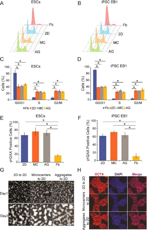 Suspension Culture On Microcarriers And As Aggregates Enables Expansion