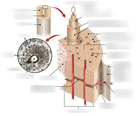 Microscopic Structure Of Bone 1 Diagram Quizlet