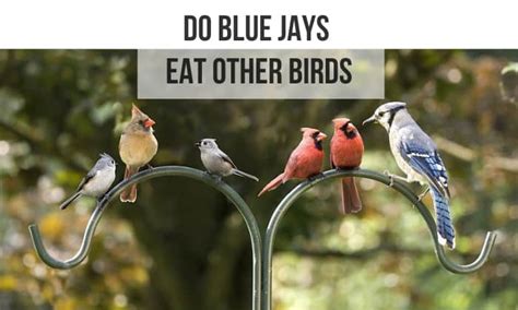 Do Blue Jays Eat Other Birds Facts You Might Not Know