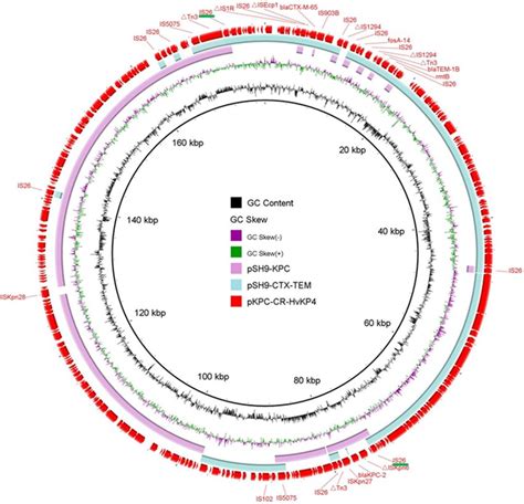 Circular Maps Of Two Mdr Plasmids Recovered From K Pneumoniae Sh And