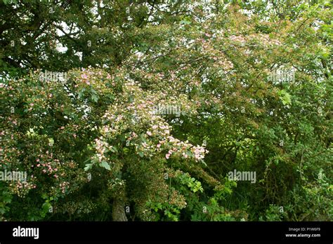 Small Pink Hawthorn Flowers Growing In English Hedgerow In Summer Stock