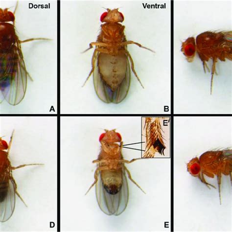 Wild Type D Melanogaster Female A C And Male D F Flies As Seen