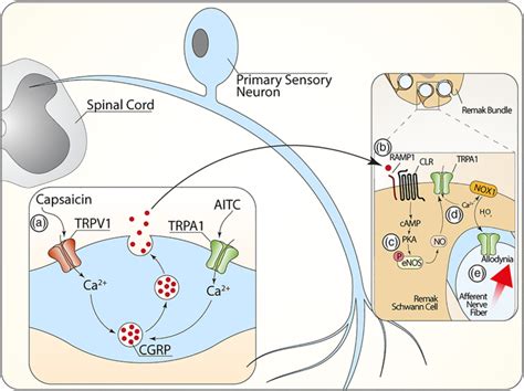 Nonneuronal TRPA1 Encodes Mechanical Allodynia Associated With