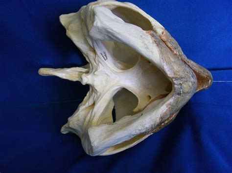 Alligator Snapping Turtle Skull Skeletonsandskullssuperstore