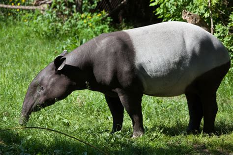 Tapirus Images – Browse 2,399 Stock Photos, Vectors, and Video | Adobe ...