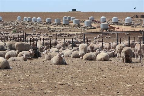 Strong Lamb Demand Abundant Feed Grain Spurs On Early Start For Mallee