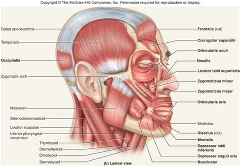 The Muscular System Week One Muscles Of The Head Neck And Trunk