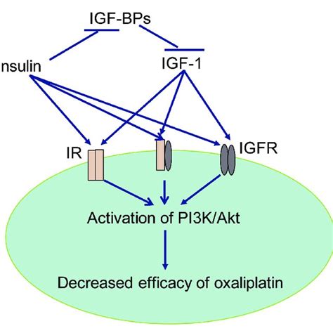 Time And Dose Dependent Effect Of Oxaliplatin On The Survival Of Ht29