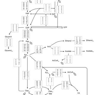 Metabolic Network Model Of The Central Carbon Metabolism Of S