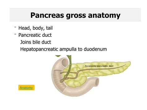 Ppt The Pancreas Powerpoint Presentation Free Download Id8674539