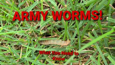 Army Worms What To Look For And How To Kill Armyworms Youtube