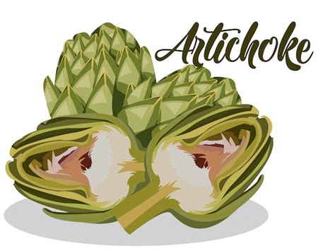 Premium Vector Artichoke In White Background