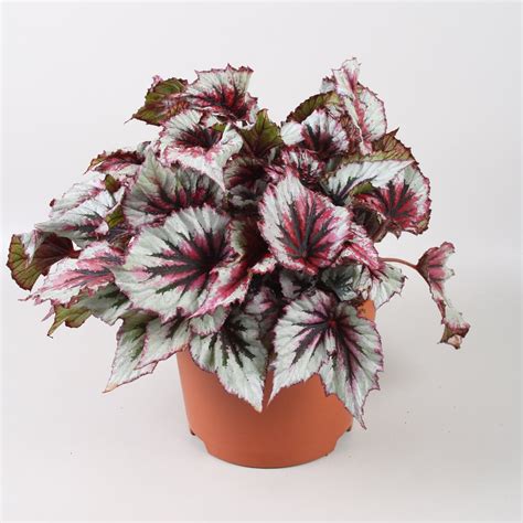 Begonia Beleaf Evening Glow — Hurtownia Roślin Floraccess