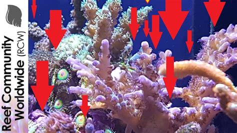 Amazing Coral Growth In 4 Months Youtube