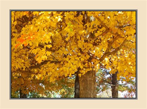 Yellow Tree L1030560 With Story By Harrietsfriend On Deviantart
