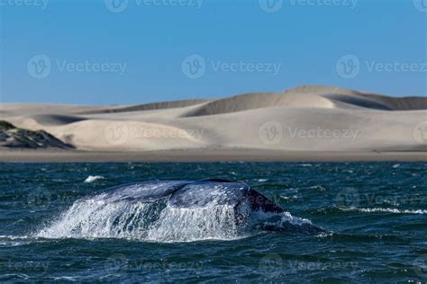 Grey Whale Tail Going Down In Bahia Magdalena Sand Dunes Background
