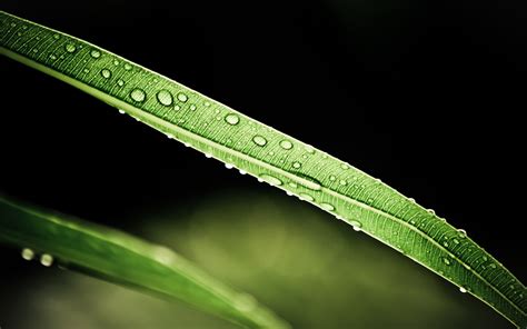 Wallpaper Leaves Nature Grass Water Drops Green Dew Leaf