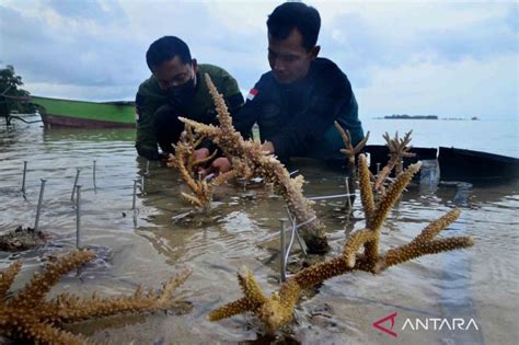 Terumbu Karang Yang Rusak Di Karimunjawa Dipulihkan ANTARA News