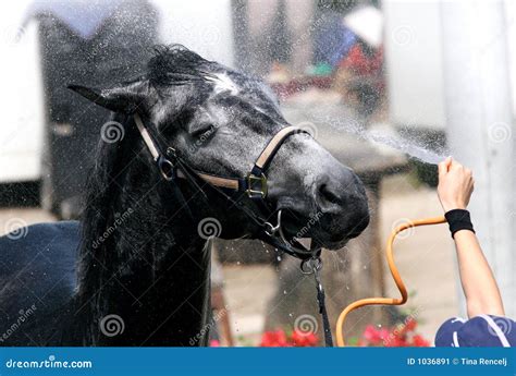 Horse Wash Stock Image Image Of Happy Head Spray Care 1036891