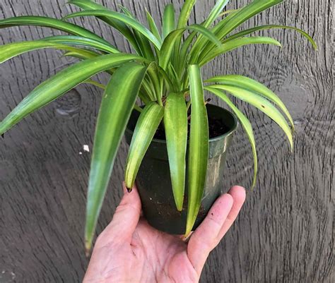 Spider Plant Chlorophytum Comosum In 3 Pot Plantly