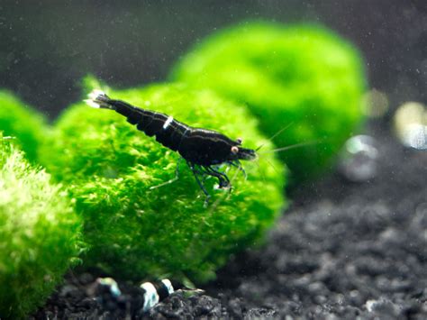 Black King Kong/Black Bolt Shrimp (Caridina cantonensis), A-S Grade on ...