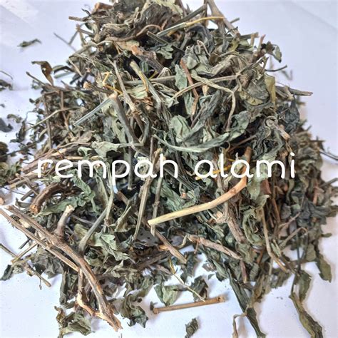 Daun Sambiloto Kering Andrographis Paniculata Lazada Indonesia