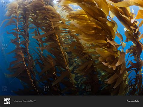 Giant Kelp (Macrocystis pyrifera), a macro brown algae which grows in ...