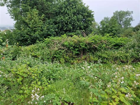 The Cost Of Japanese Knotweed Management And Control A Comprehensive