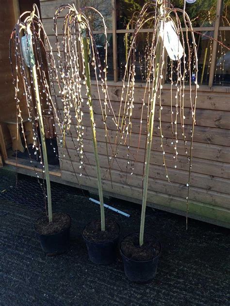 Martin S Nursery Salix Kilmarnock Willow Apx Ft Tall In L Pot Weeping Pussy Willow