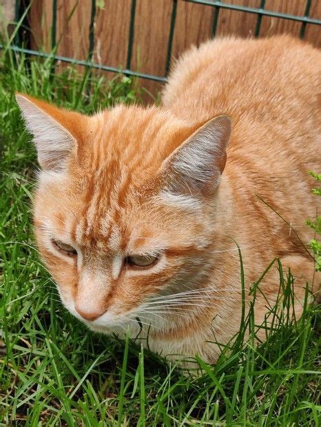 Pin Von Nelly Merny Auf Mes Chats Roux